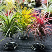 青魚活虎的頭像