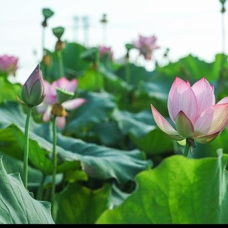火鱼生龙海报