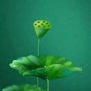 郑凡平