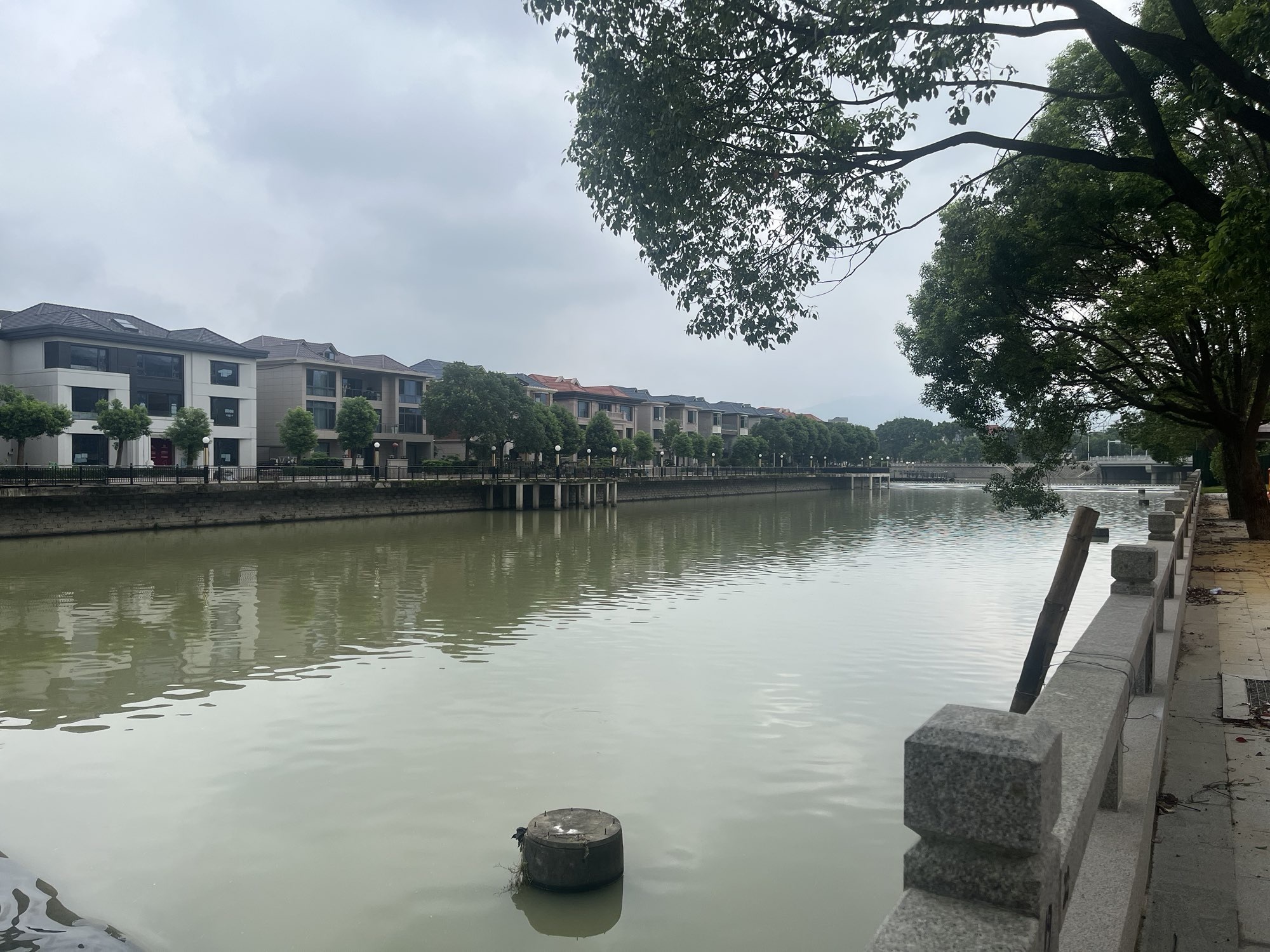 玫瑰7哥主播图片