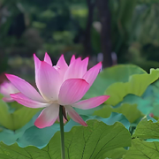 万福ぃ海报