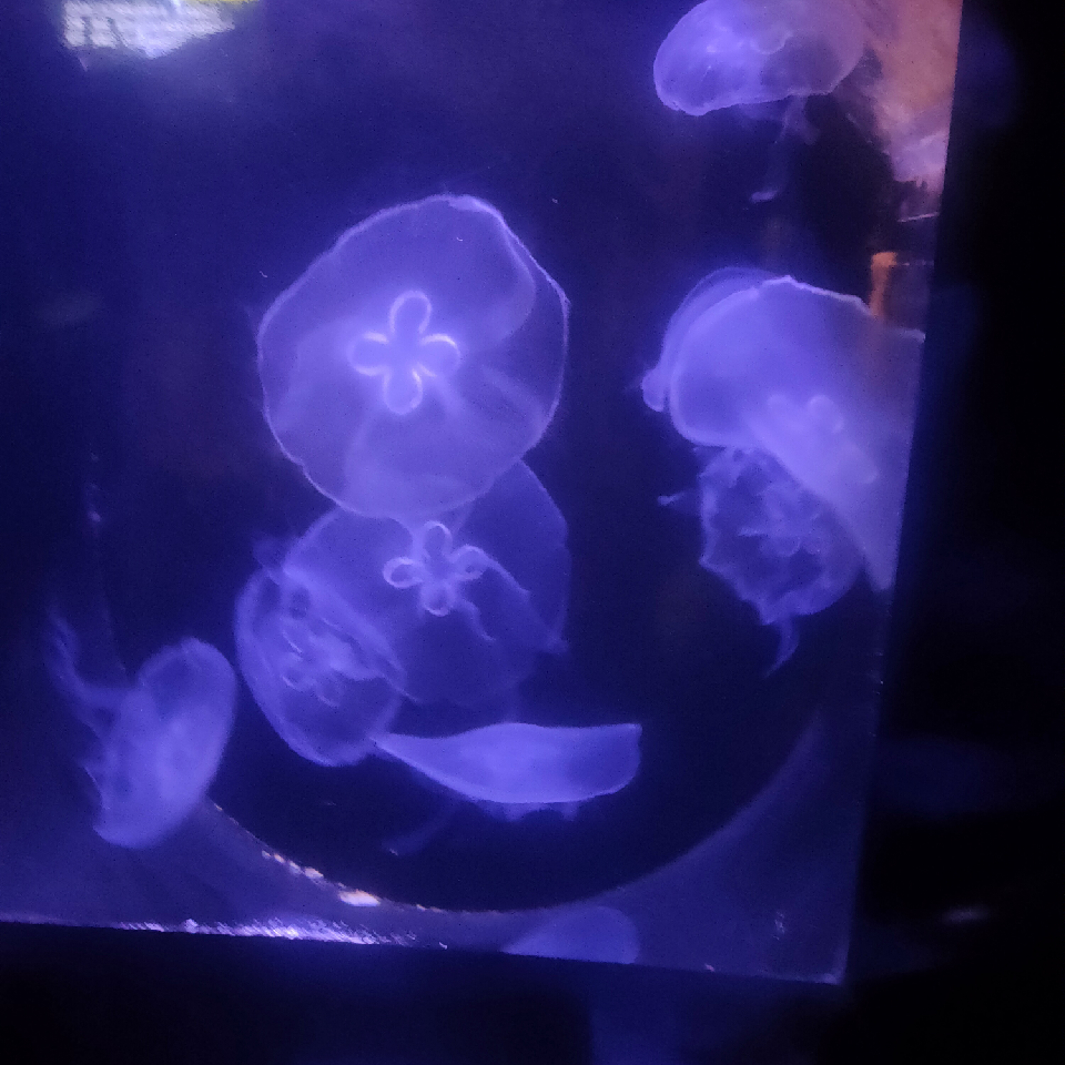 雨辰0p海报