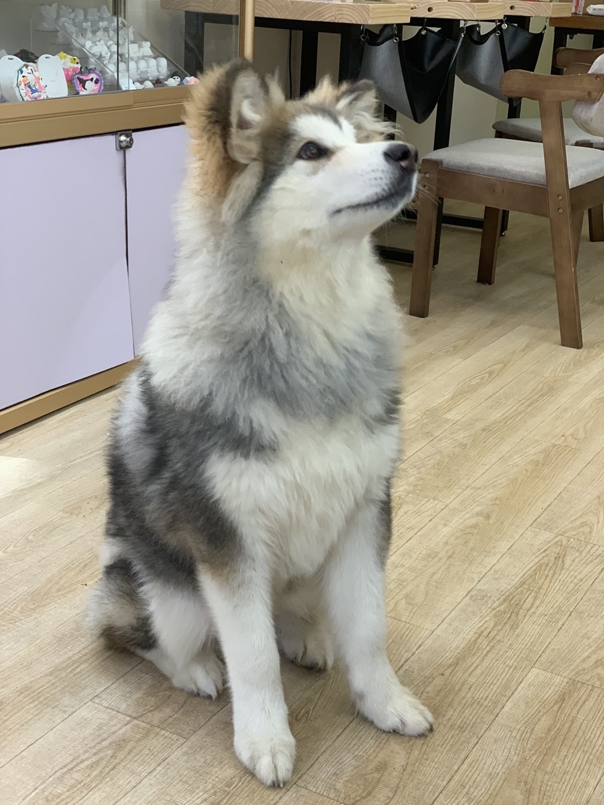 白Y鸭的图片