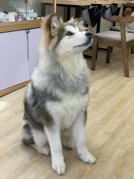 白Y鸭求投喂的图片