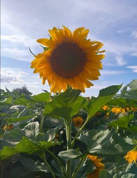 花开富贵儿🌞主播照片