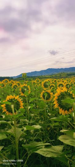 妞妞骑行宁夏银川主播照片
