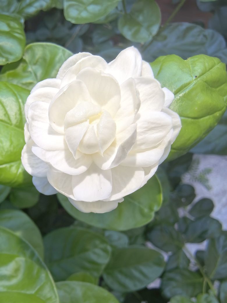 ☜花香染晨☞的图片
