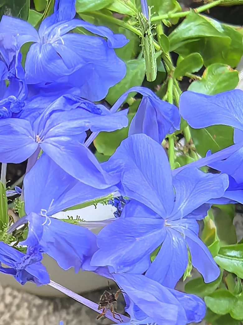 ☜花香染晨☞的图片