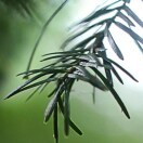 闫成学