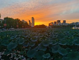 天王盖地虎虎044的图片