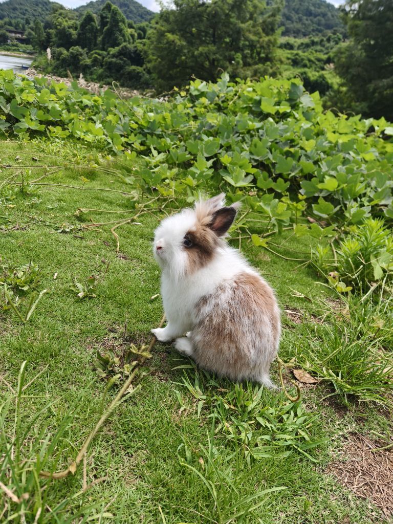 小狐妹妹的图片