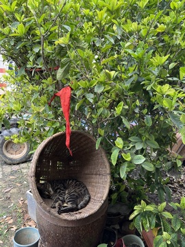 六六贼温柔的图片