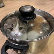 没前，挖插