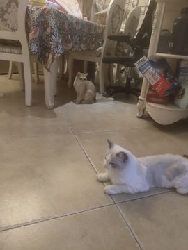 ☜枫♛叶☞主播照片