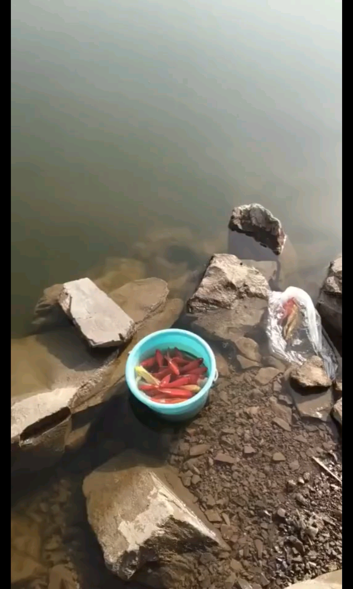 放生功德
