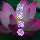 那是莲花朵朵的头像