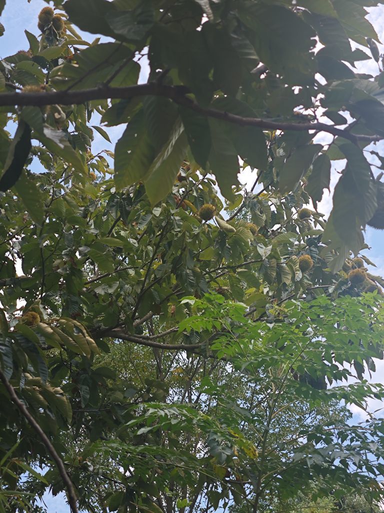 小仙女贺四哥升级公爵主播图片