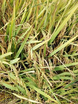 策马奔腾o6主播照片