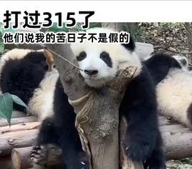 钱悦萌主🐉的图片