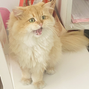 🍋🐈🐱