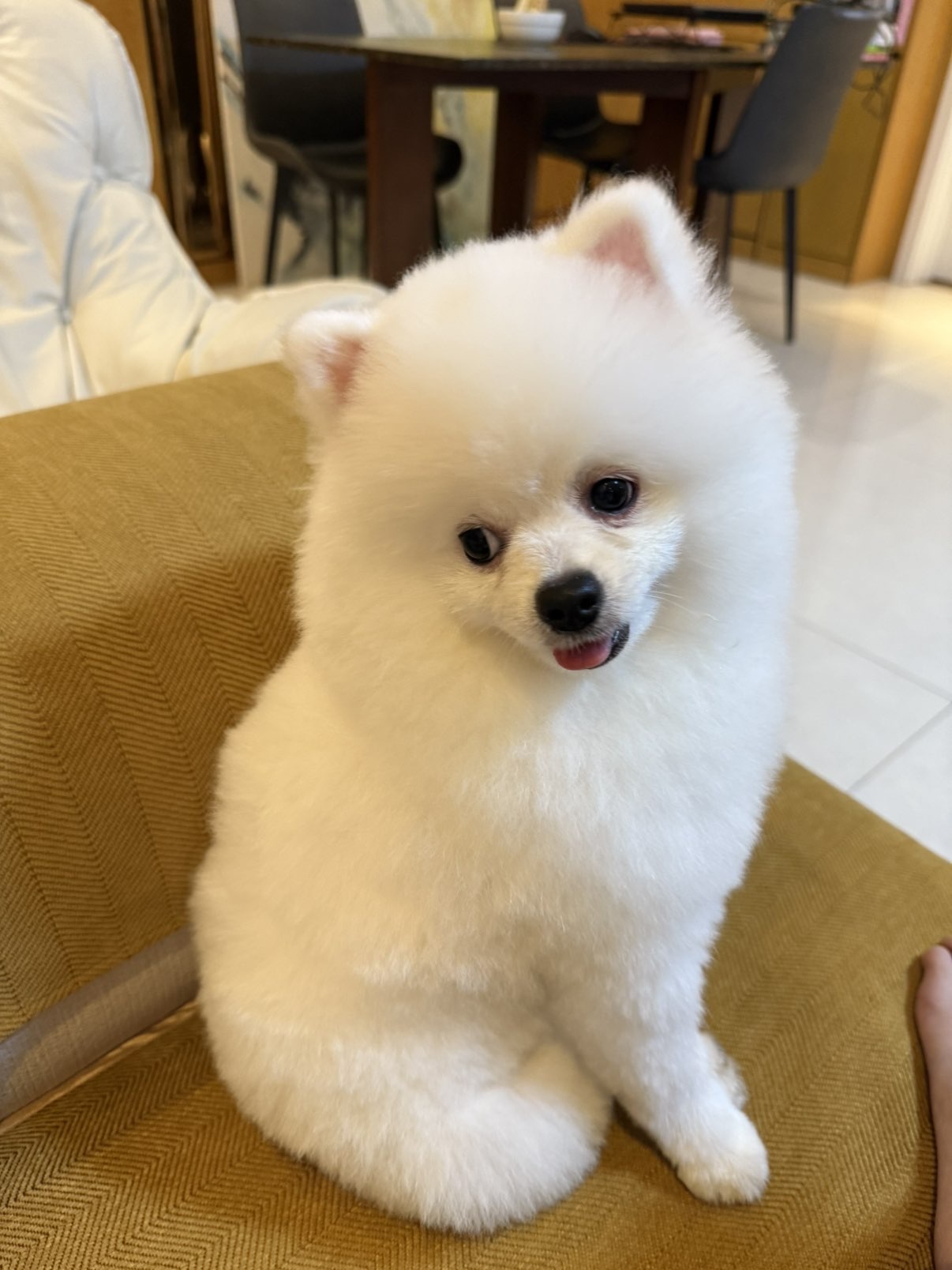 小董事爱唱歌主播图片