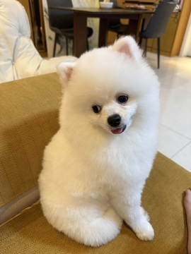 董贺我围观哥帝君啦主播照片