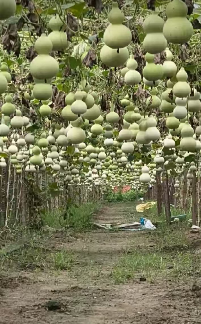 ◇逍遥仙◇的图片