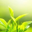 茶醉。e