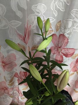 野百合饿晕了🌱🌱主播照片