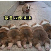 藏獒王∶成龙沸沸