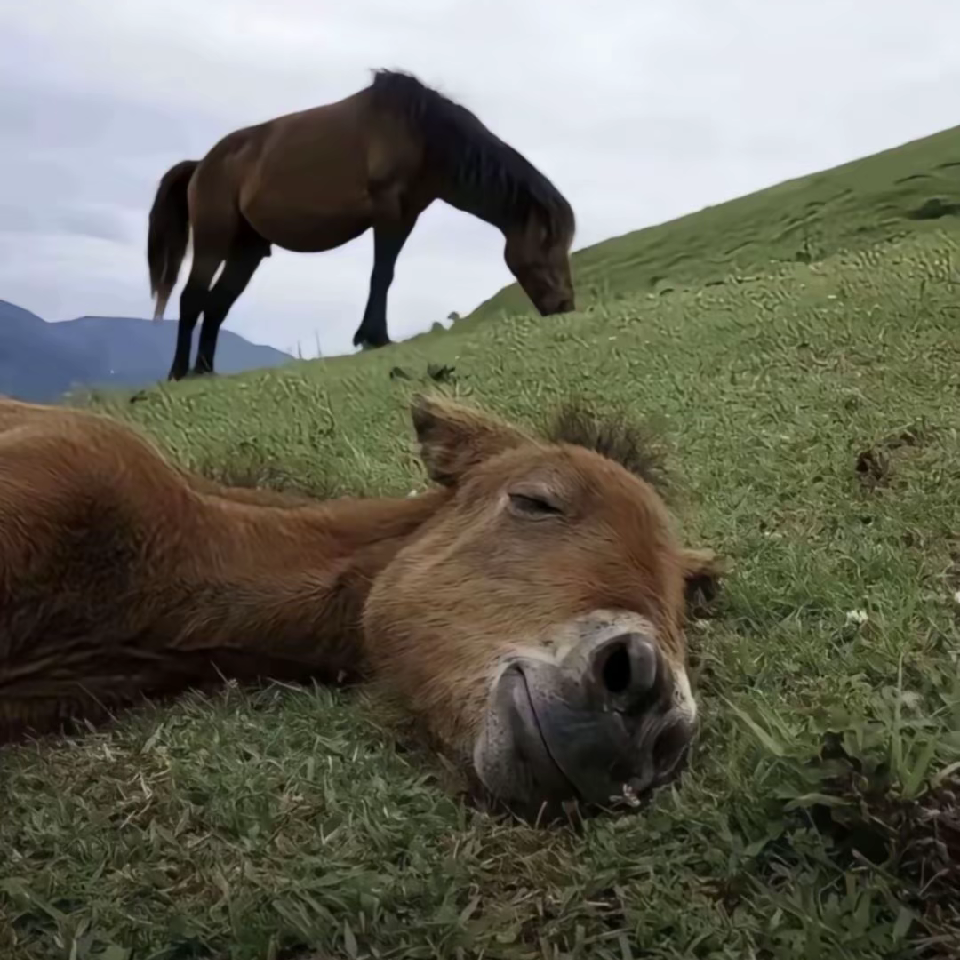 狂扁小uu海报
