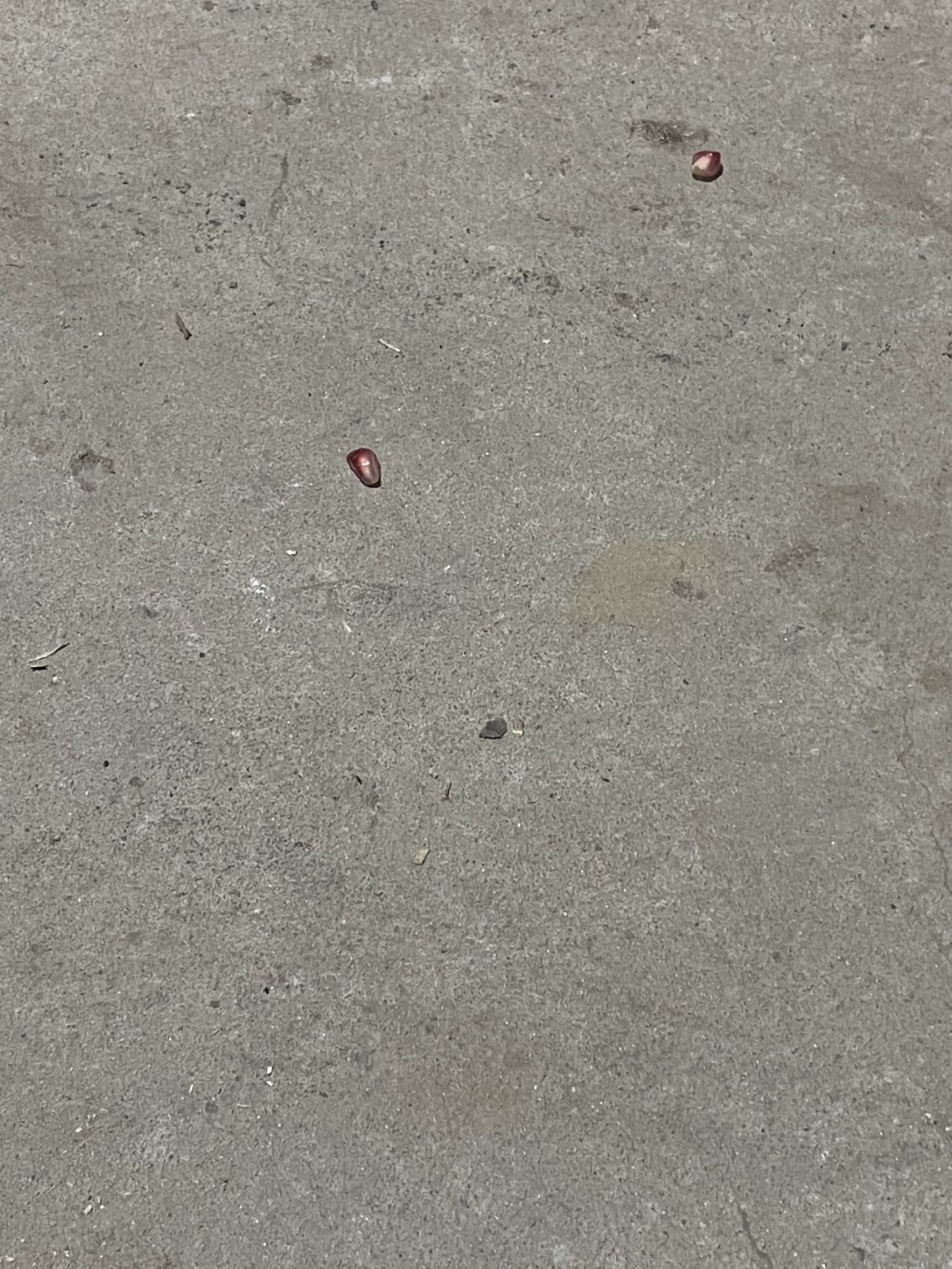 桃子🍑喜迎中秋主播图片