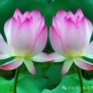 吴仲良