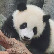 皮卡丘**