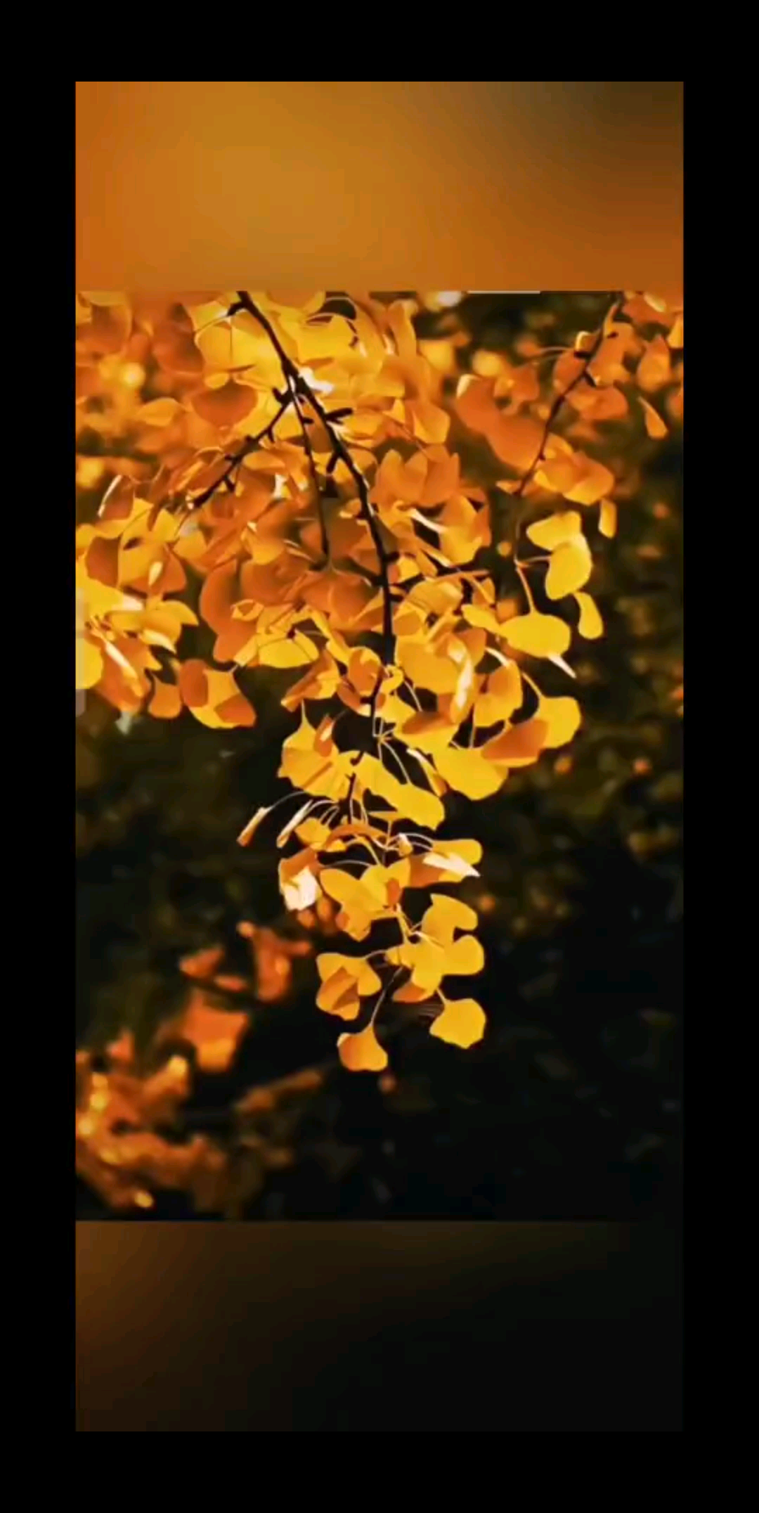┏✾┓❷❹节气・秋分