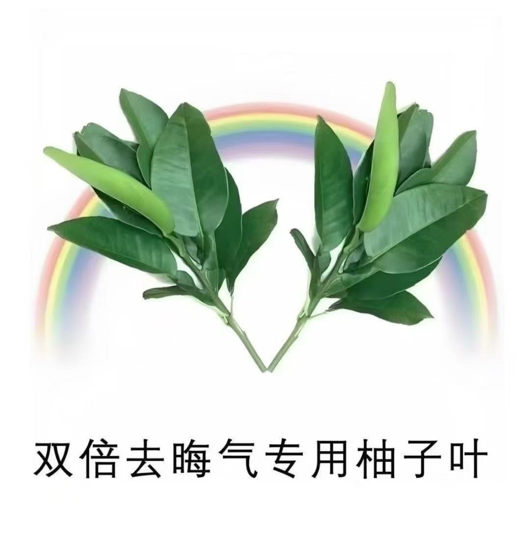 三七🐥主播图片
