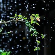 浅酌听雨☔