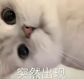 小雪碧回老家8号播～的图片