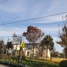 问长缨