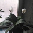 活着就是道