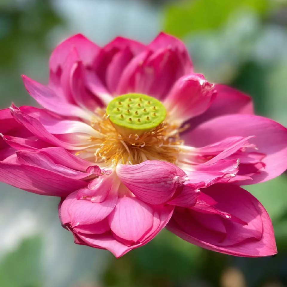 萌萌小宝儿海报