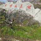 羊客m