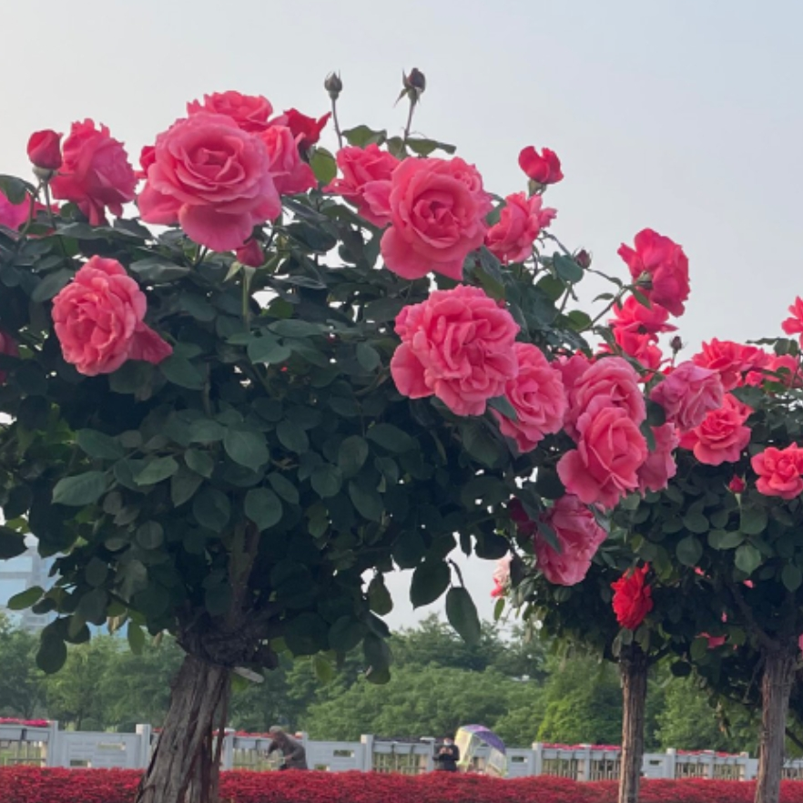 无影无踪：海报