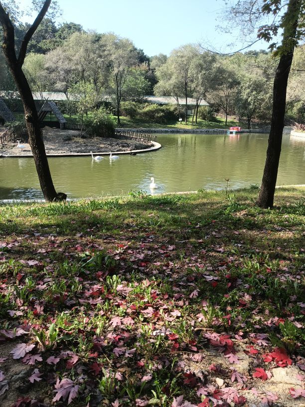 亲爱的你在想我吗冷凡主播图片