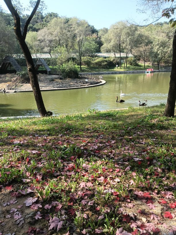 亲爱的你在想我吗冷凡主播图片