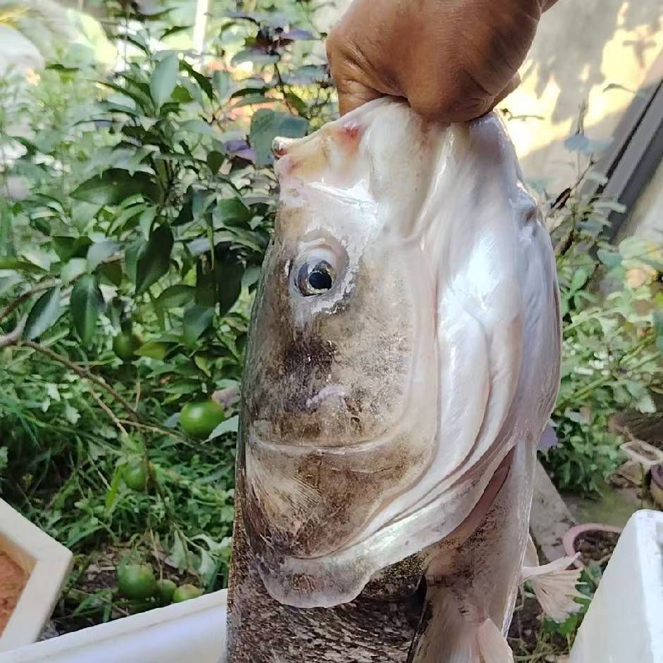 獨戀（平平淡淡生活）主播图片