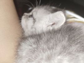🦊默末的图片