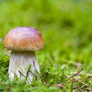 🍄蘑菇头🐔