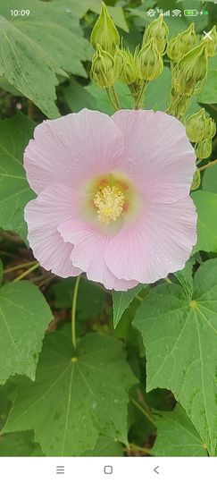 婷婷💕求过月底任务的图片