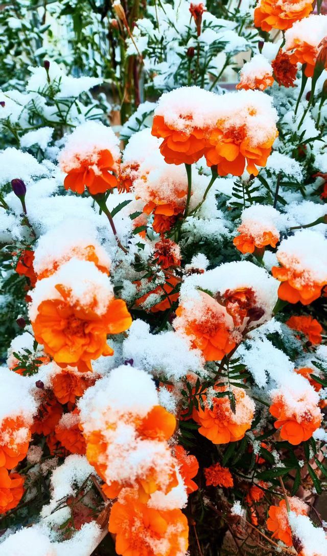 小七金光灿灿主播图片